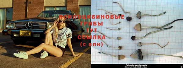 ГАЛЛЮЦИНОГЕННЫЕ ГРИБЫ Балахна